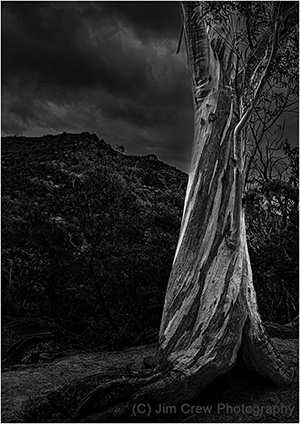 Gum Tree